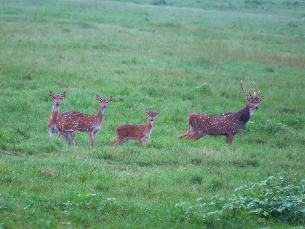 Spotted Deer | Tour Review | Samagi Villa Safari | Kaudulla National Park