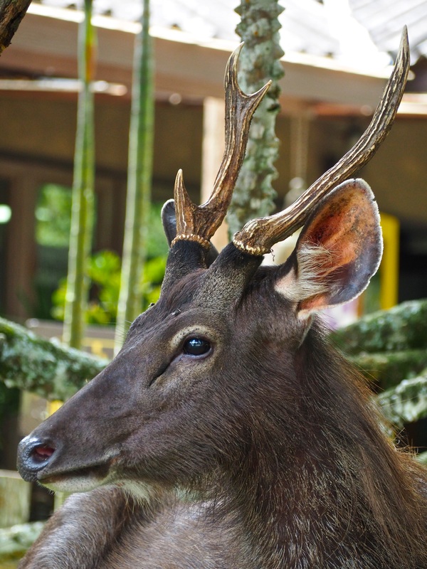 Sambar Deer | Greenleaf Tour Review | Khao Yai National Park