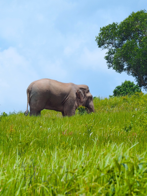 Wild Asian Elephant | Greenleaf Tour Review | Khao Yai National Park