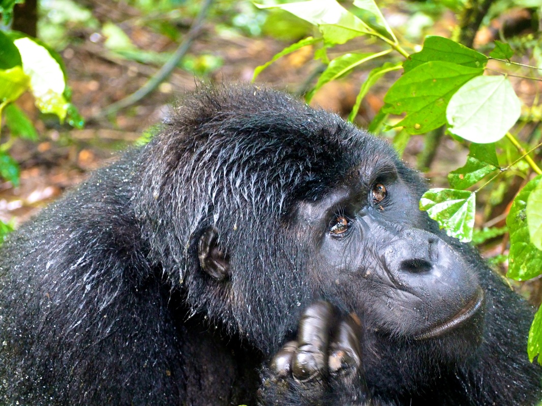 Mountain Gorillas, Bwindi Impenetrable National Park, Uganda
