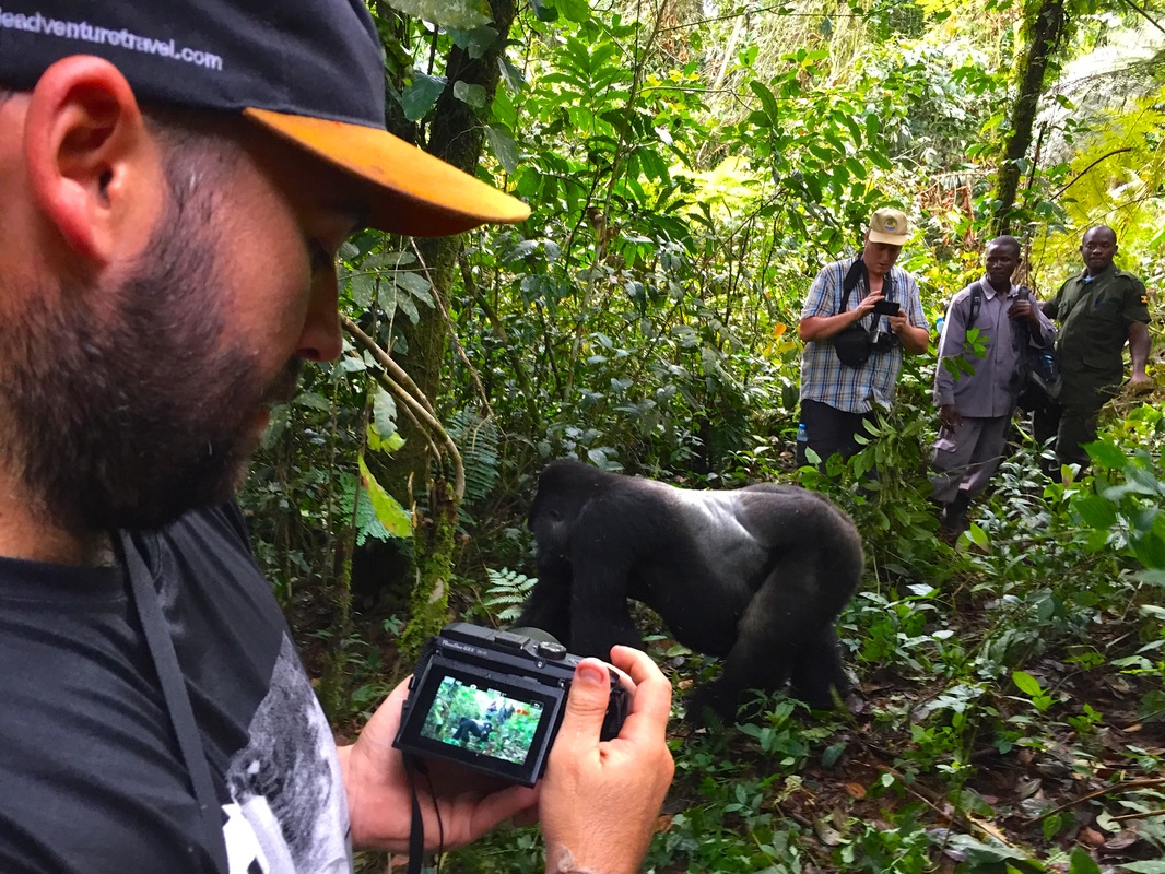 Tracking Mountain Gorillas | Wade and Sarah Travel Blog