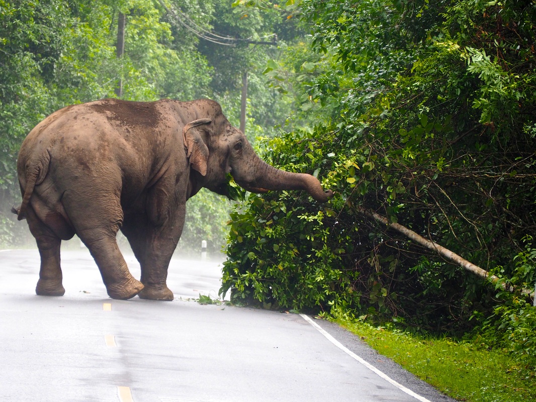Asian Elephant | Greenleaf Tour Review | Khao Yai National Park