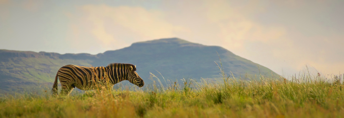 Zebra on the plains of Southern Africa