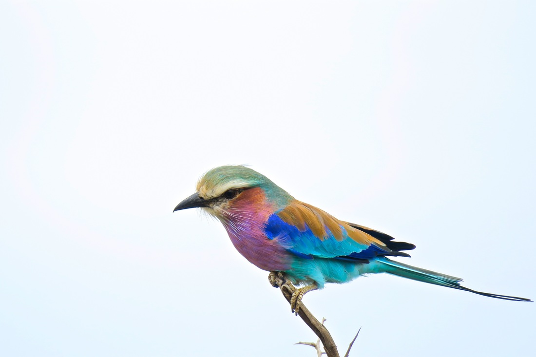 Lilac Breasted Roller | Wade and Sarah | Travel Blog