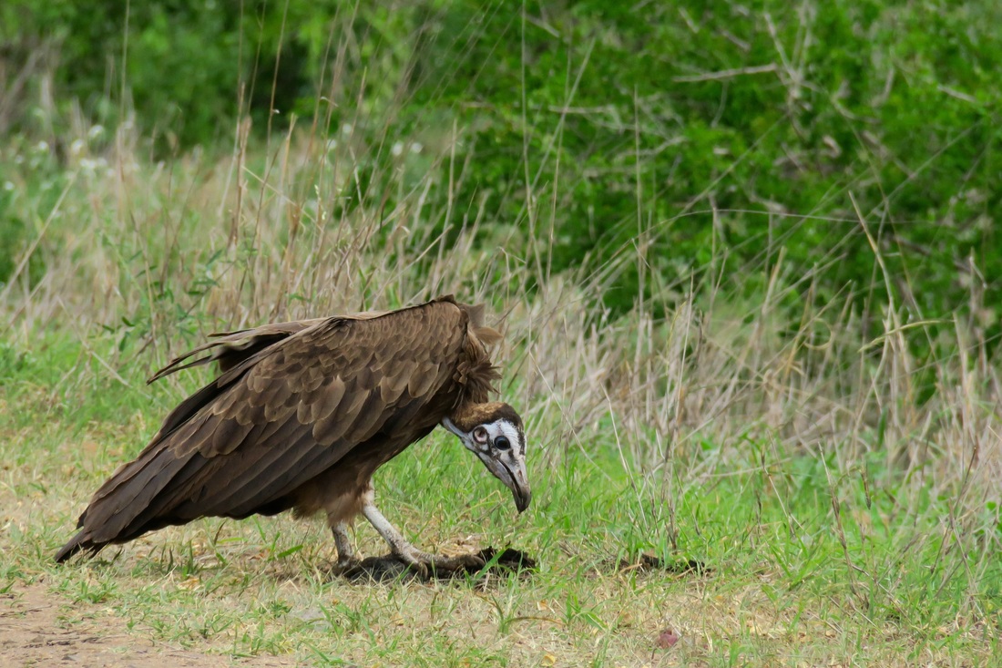Vulture | Wade and Sarah | Travel Blog